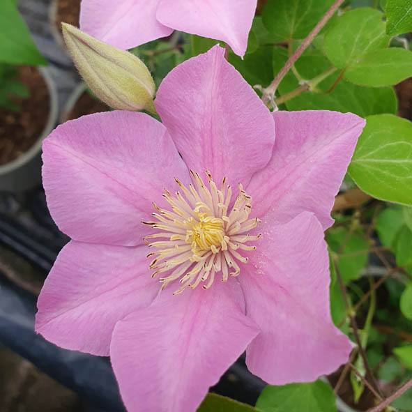 Clematis Pompeii TM Boulevard Evipo116